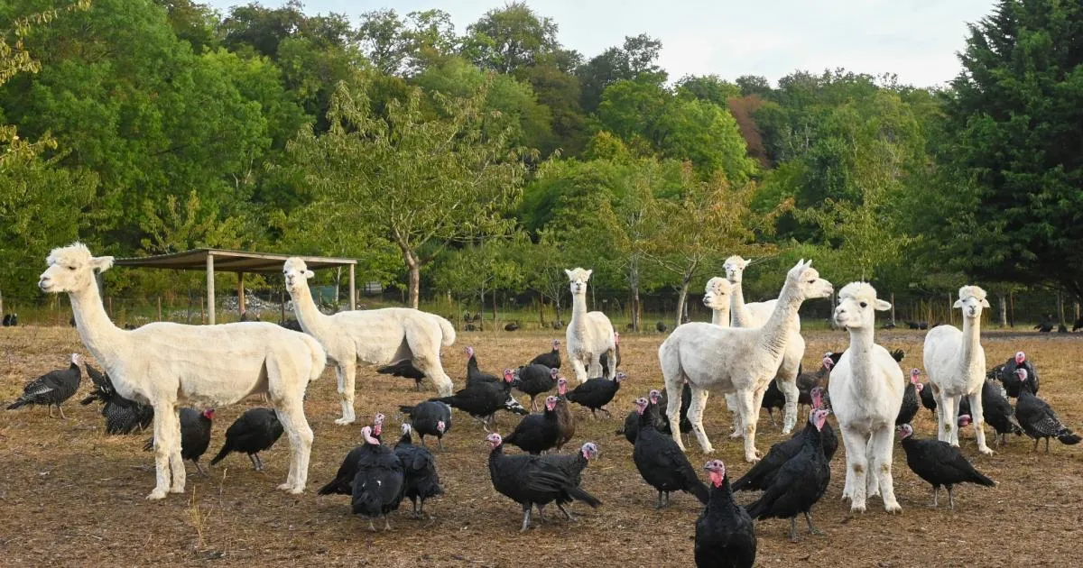 Alpacas mark a decade without a turkey lost to predators at Cookham farm