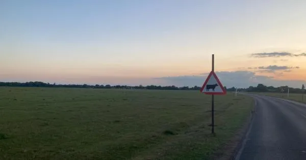 Dorney Common speed limit change hope following 'heartbreaking' cattle ...