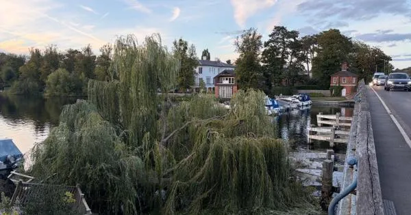 'Like an earthquake': towering willow tree collapses into River Thames at ...