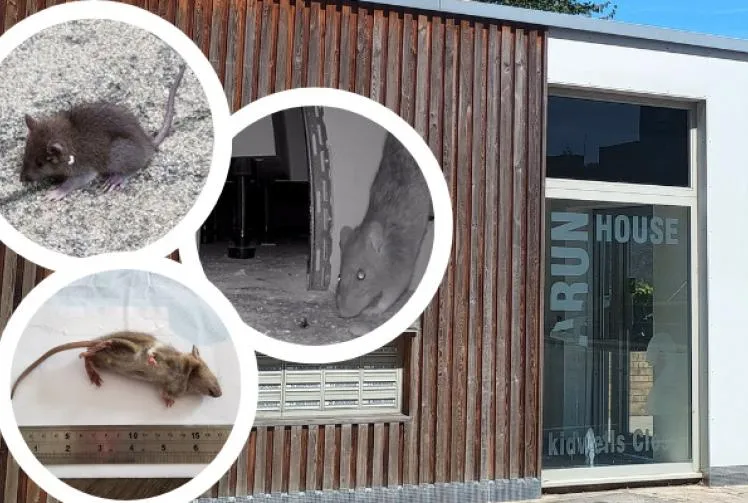 People driven from ‘unbearable’ flats decry seven-year rat infestation ...